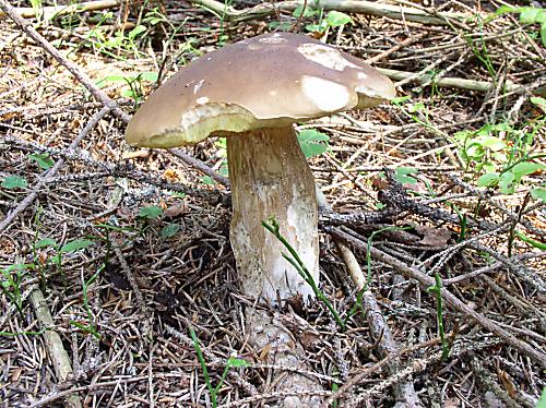 hríb smrekový Boletus edulis Bull.