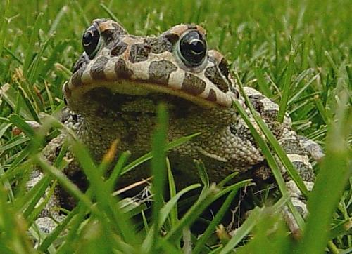 ropucha zelená bufo viridis