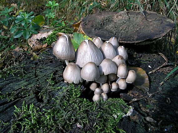 prilbička ružovolupeňová Mycena galericulata (Scop.) Gray