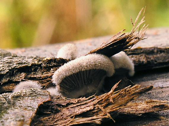 klanolupeňovka obyčajná Schizophyllum commune Fr.