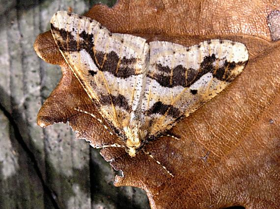 piadivka zimná Erannis defoliaria