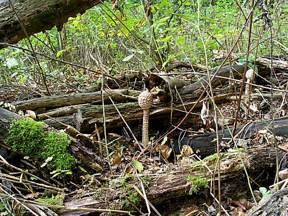 bedľa vysoká Macrolepiota procera (Scop.) Singer