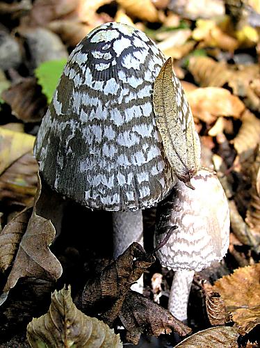 hnojník strakatý Coprinopsis picacea (Bull.) Redhead, Vilgalys & Moncalvo