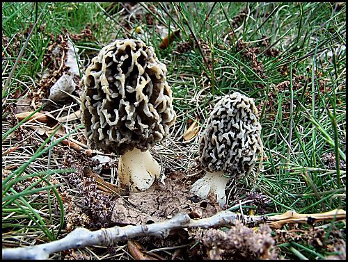 smrčok jedlý Morchella esculenta (L.) Pers.