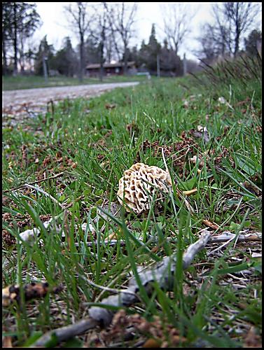 smrčok jedlý Morchella Esculenta (L.) Pers.