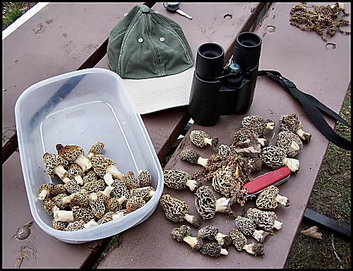 smrčok jedlý Morchella esculenta (L.) Pers.