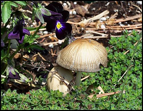 hnojník okrový Coprinellus domesticus (Bolton) Vilgalys, Hopple & Jacq. Johnson