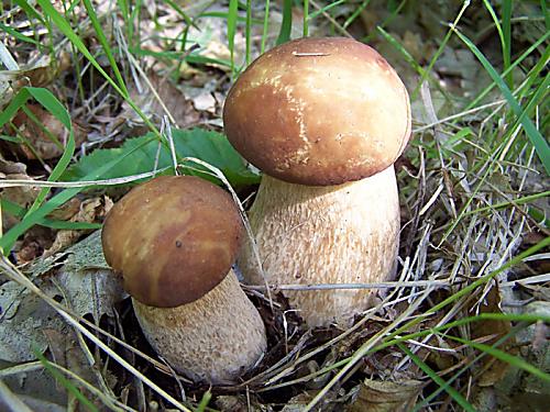 dvojičky - Hríb Dubový Boletus reticulatus Schaeff.