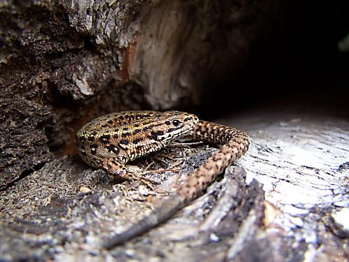 jašterica Obyčajná Lacerta agilis