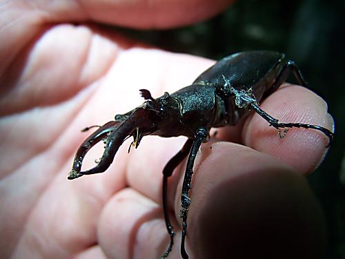 roháč Obyčajný Lucanus cervus