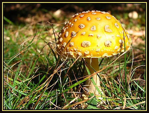 muchotrávka Červená,  ??? Amanita Muscaria ???