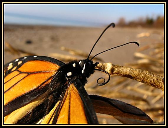 motýľ Monarch Danaus plexippus