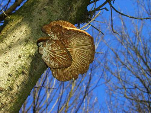 hliva vŕbová Pleurotus salignus