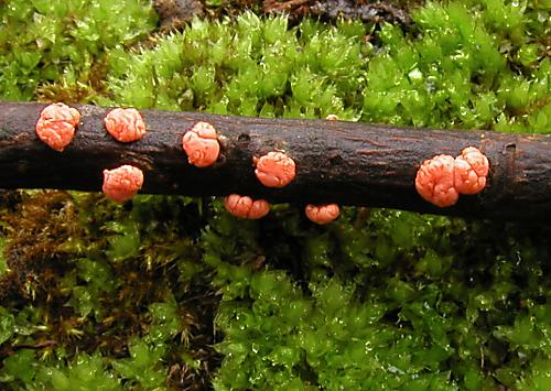 hlivka červená Nectria cinnabarina (Tode) Fr.