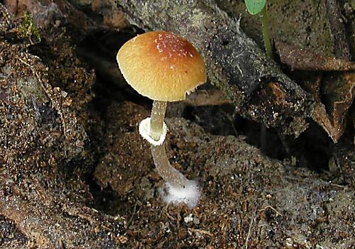 kapucňovec Arrheniov Conocybe Arrhenii (Fr.) Kits Wav.