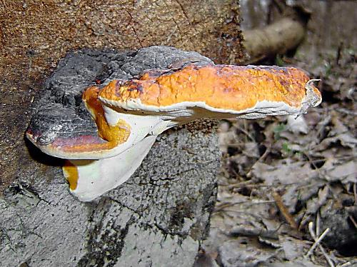 práchnovček pásikavý Fomitopsis pinicola (Sw.) P. Karst.