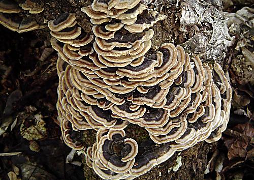 trúdnikovec pestrý Trametes versicolor (L.) Lloyd