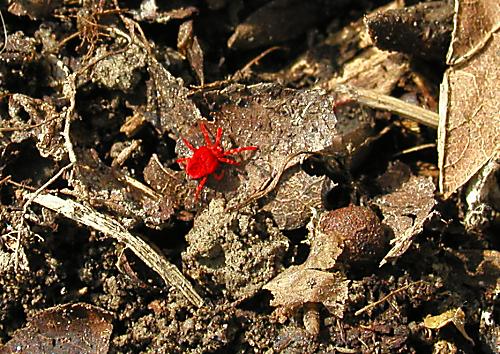 roztočník červený Trombidium holosericeum