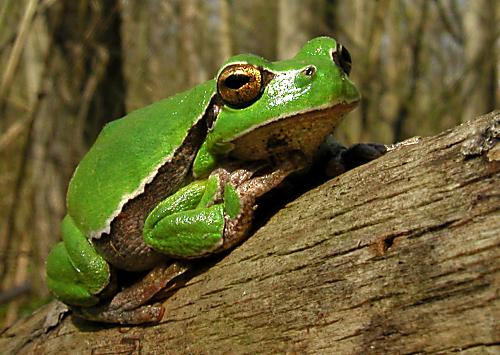 rosnička zelená Hyla arborea