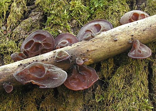 uchovec bazový Auricularia auricula-judae (Bull.) Quél.