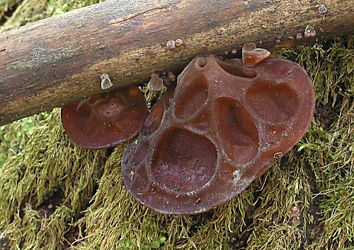 uchovec bazový Auricularia auricula-judae (Bull.) Quél.