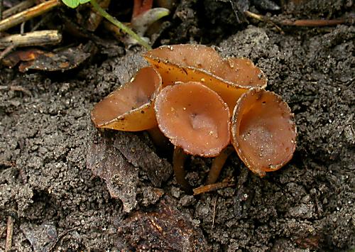 hľuznatka  Sclerotinia ficariae Rehm