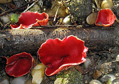 ohnivec šarlátový Sarcoscypha coccinea (Gray) Boud.