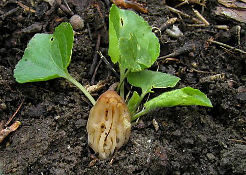 smrčok hybridný Morchella semilibera DC.