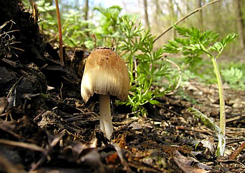 hnojník okrový Coprinellus domesticus (Bolton) Vilgalys, Hopple & Jacq. Johnson