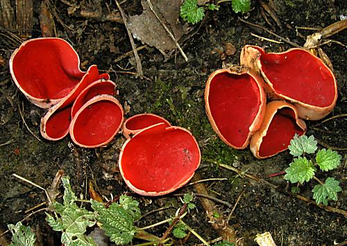 ohnivec šarlátový Sarcoscypha coccinea (Gray) Boud.