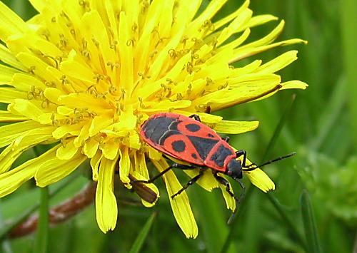 pôdna bzdocha, Cifruša bezkrídla Pyrrhocoris apterus