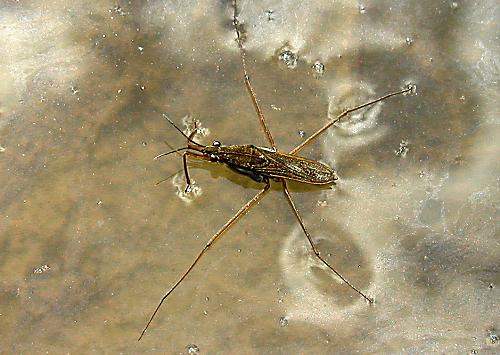 korčuliarka obyčajná Gerris lacustris