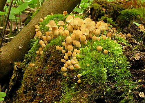 hnojník rozsiaty Coprinellus disseminatus (Pers.) J.E. Lange