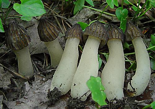 smrčok hybridný Morchella semilibera DC.