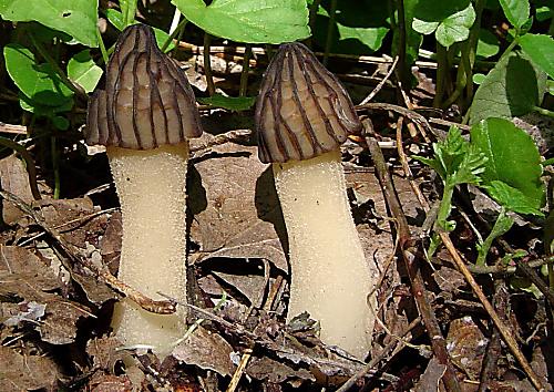 smrčok hybridný Morchella semilibera DC.