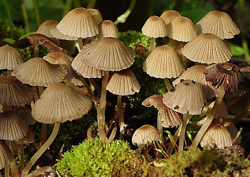 hnojník rozsiaty Coprinellus disseminatus (Pers.) J.E. Lange