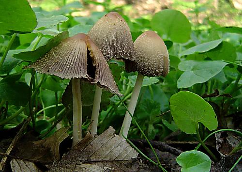 hnojník okrový Coprinellus domesticus (Bolton) Vilgalys, Hopple & Jacq. Johnson