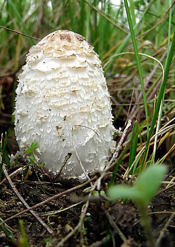 hnojník obyčajný Coprinus comatus (O.F. Müll.) Pers.