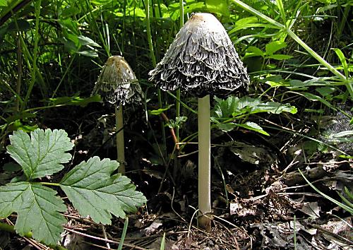 hnojník obyčajný Coprinus comatus (O.F. Müll.) Pers.