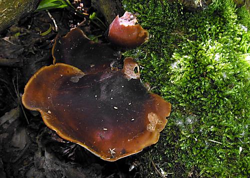 trúdnik tmavohlúbikový Royoporus badius (Pers.) A.B. De