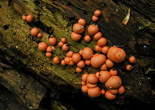 vlčinka červená Lycogala epidendrum (J.C. Buxb. ex L.) Fr.