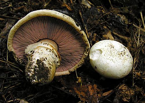 pečiarka obyčajná  Agaricus bitorquis