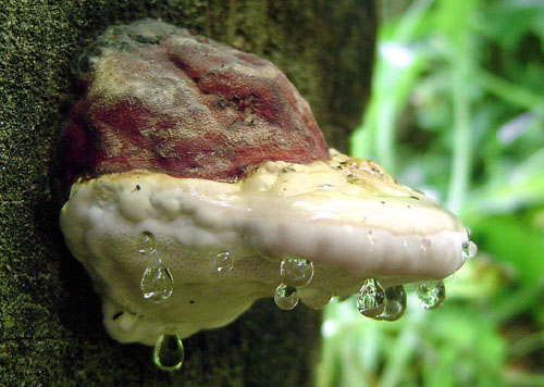 práchnovček pásikavý Fomitopsis pinicola (Sw.) P. Karst.