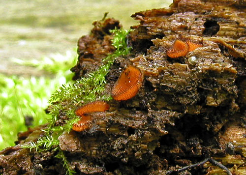štítovnička obyčajná Scutellinia scutellata (L.) Lambotte