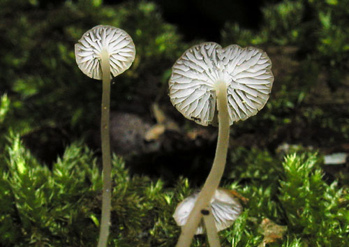 prilbička Mycena sp.