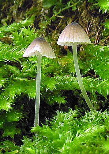 prilbička Mycena sp.