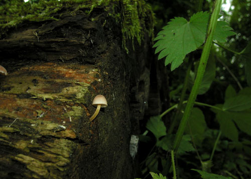 prilbička žltohlúbiková Mycena renati Quél.