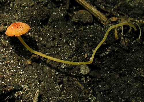 prilbička ihličková Mycena acicula (Schaeff.) P. Kumm.