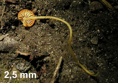 prilbička ihličková Mycena acicula (Schaeff.) P. Kumm.