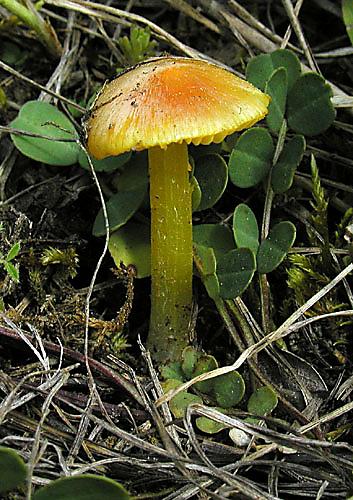 lúčnica Hygrocybe sp.